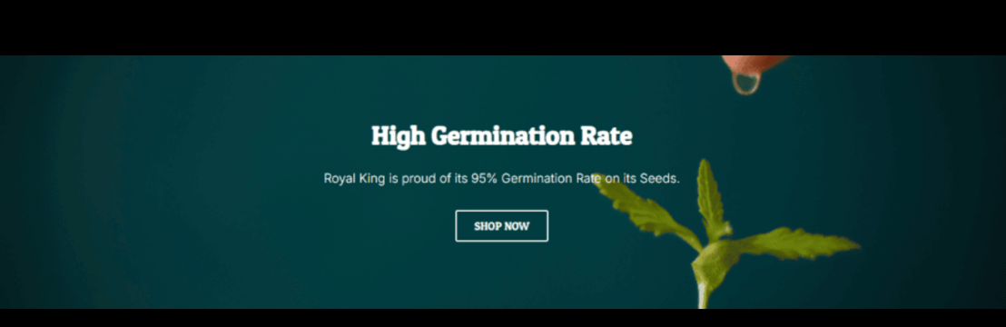 RoyalKingSeed Com