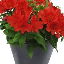 Gardeners Treasures