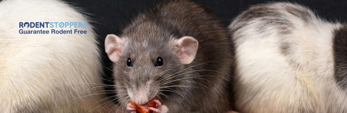 Rodent Stoppers
